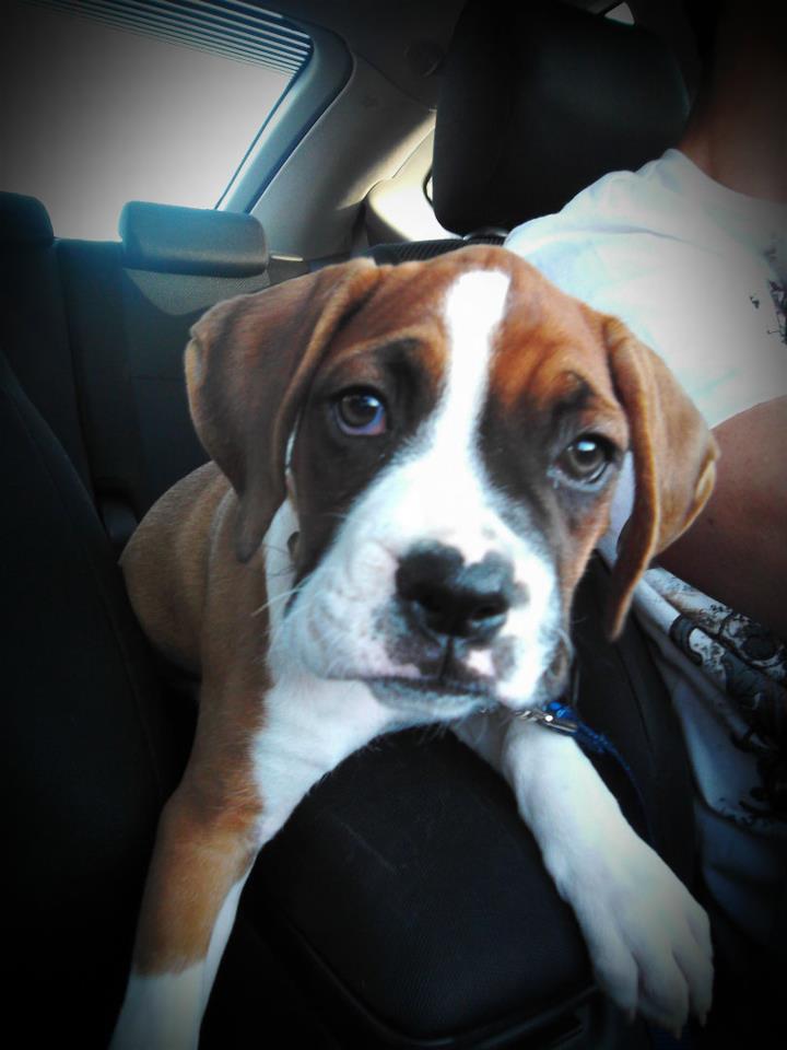 Bebe the Boxer