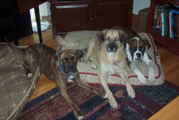BeBop, Dempsey & Trooper Thorn