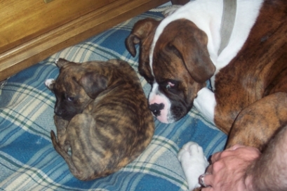 BeBop's 1st night home