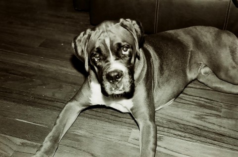 BECKHAMBW2