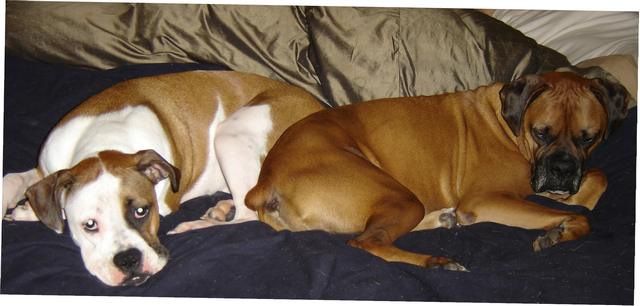 Bed buddies