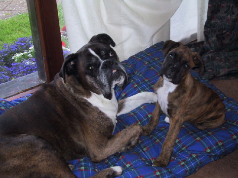 Bed Buddies