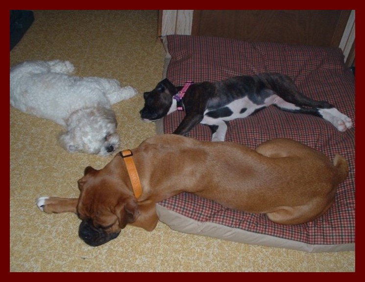 Bed Hog Jorja