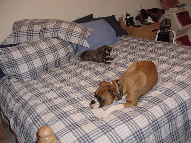 Bed Hogs