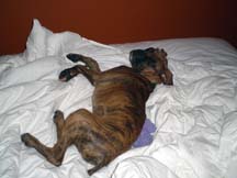 bed