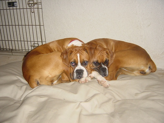 Bedtime for puppies