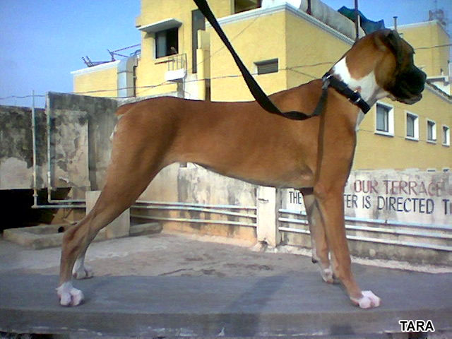 Begining to look like a Boxer