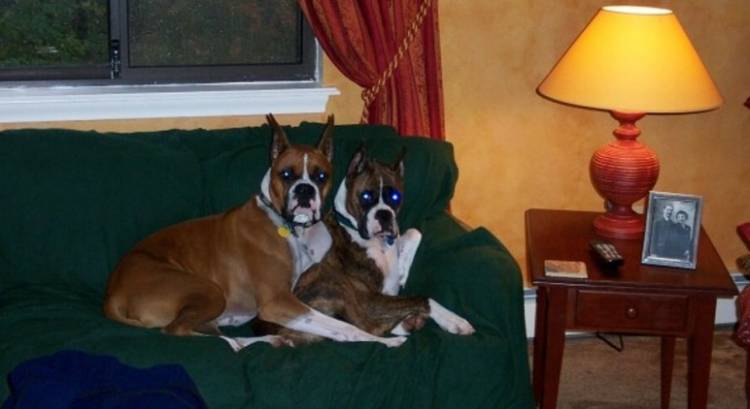 Behaving Boxers