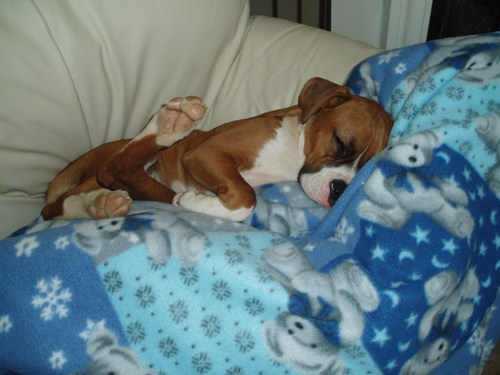 Behind your knees is a perfectly good place to nap!