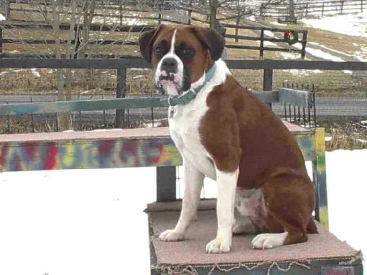 Being on top of the jungle gym makes me the king!