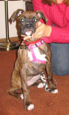 Bella 16 wks