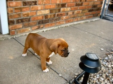 Bella 6 wks old