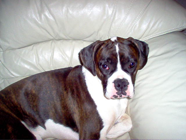 Bella 8 1/2 months old