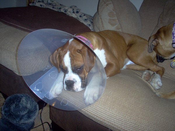 bella after spaying