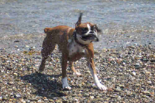 Bella after taking a dip in the sea!