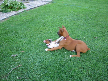 Bella and Barbie playing