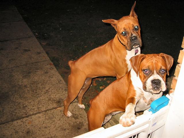 Bella And Barbie