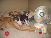 Bella and Deuce