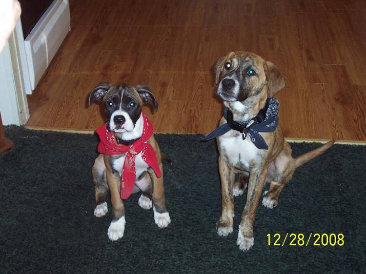 Bella and Max BFF's