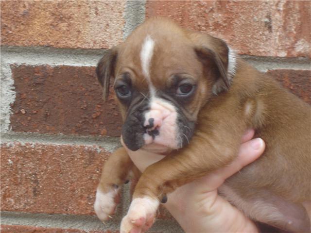 Bella at 4.5 weeks
