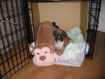 Bella at 7 weeks