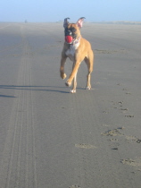 Bella at the beach