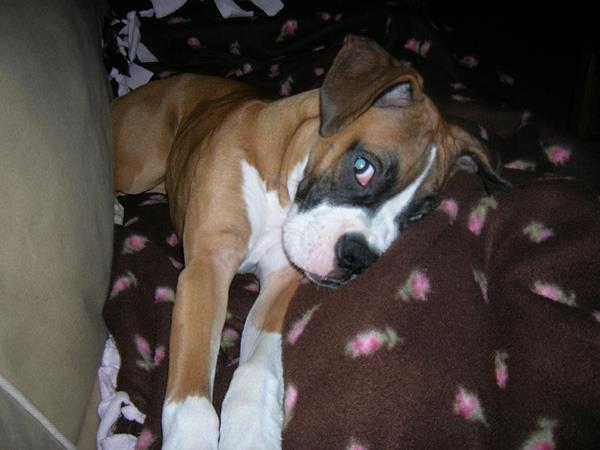 Bella being a ham.