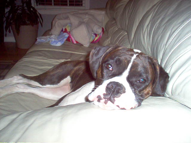 Bella doing what she does best