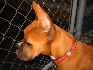 Bella head shot
