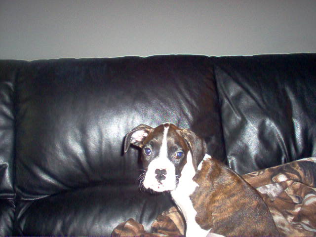 Bella, her first day at home