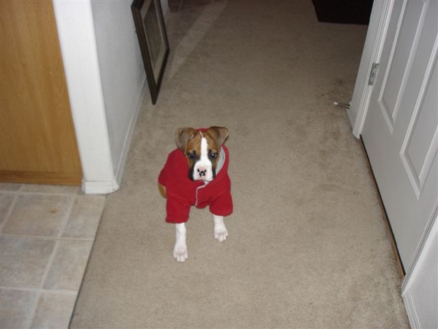 Bella in her new fleece