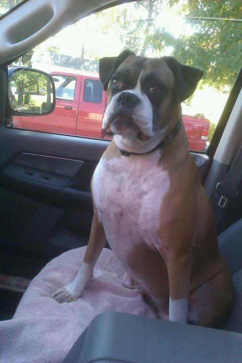 Bella loves car rides!