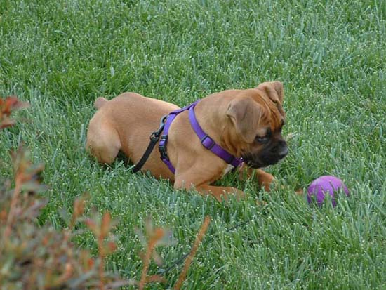 Bella playing ball