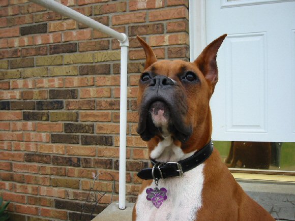 Bella posing for the camera .....finally!!