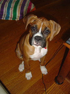 Bella Sitting - 8 months