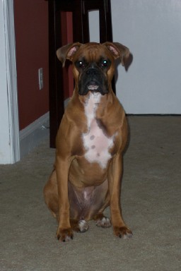 Bella sitting pretty for picture.