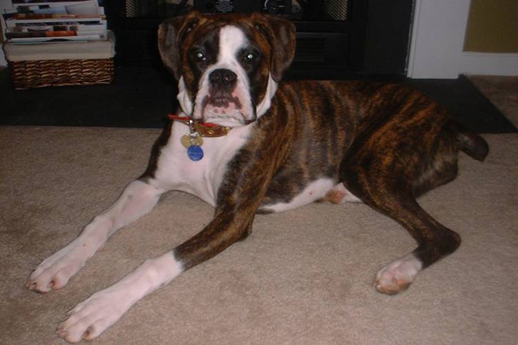 Bella..STAY!