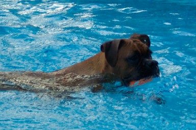 Bella swimming w/ her ball