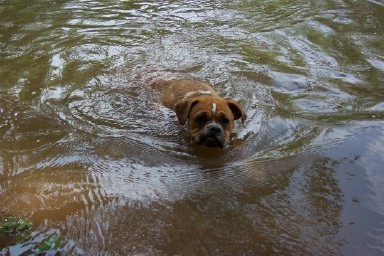 Bella Swimming