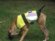 Bella the bee