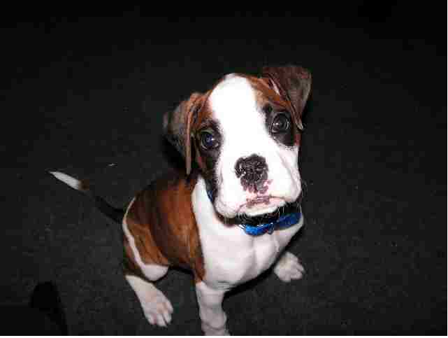 Bella The Puppy