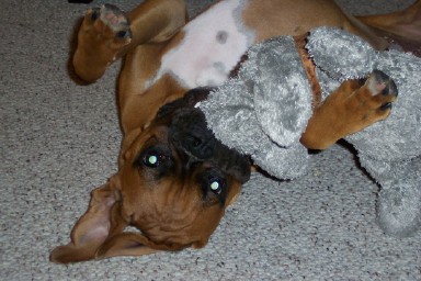 Bella vs. Stuffy