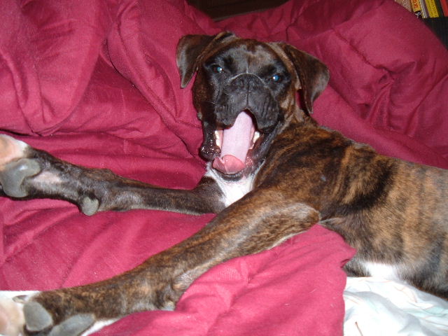 Bella Yawn