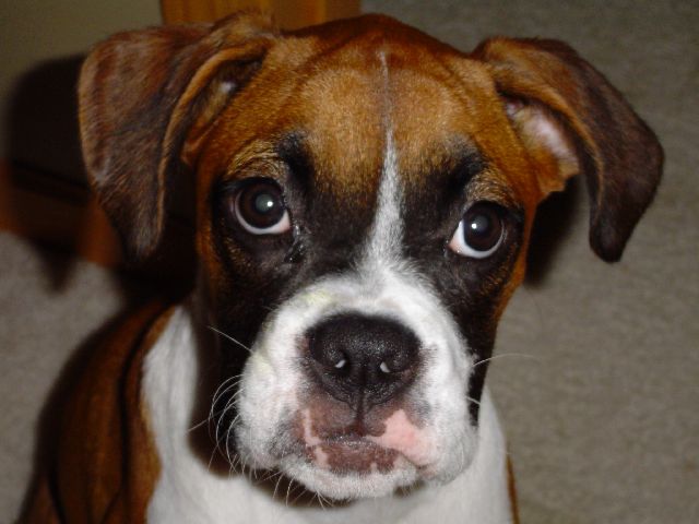 Bella