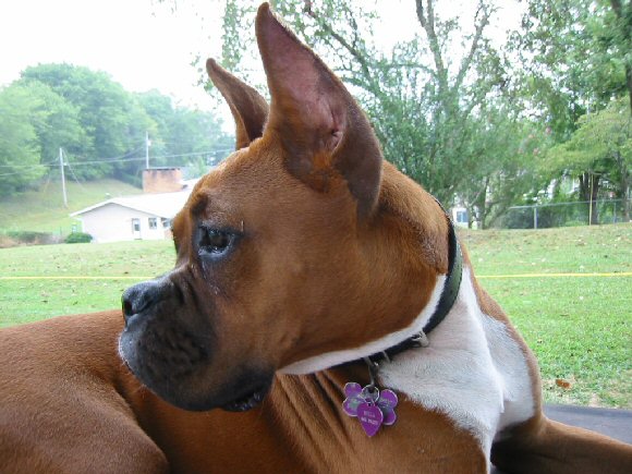 Bella