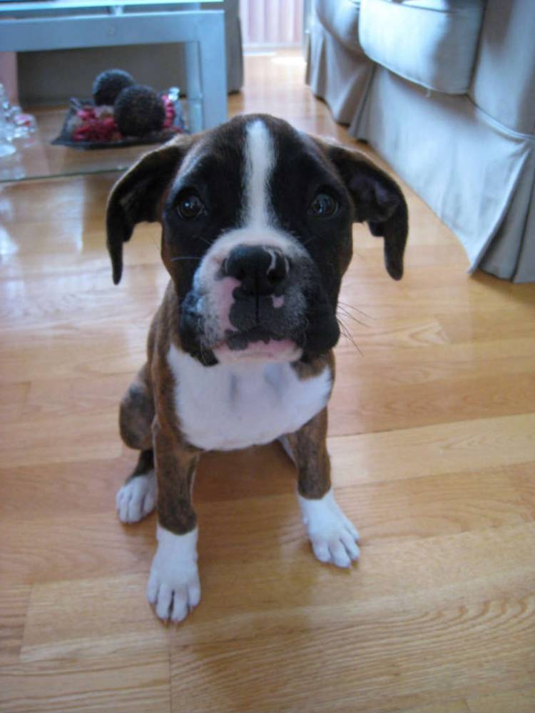 Bella