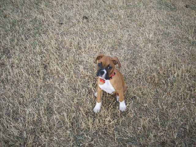 Bella11weeks_20