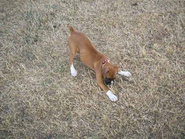 Bella11weeks_21