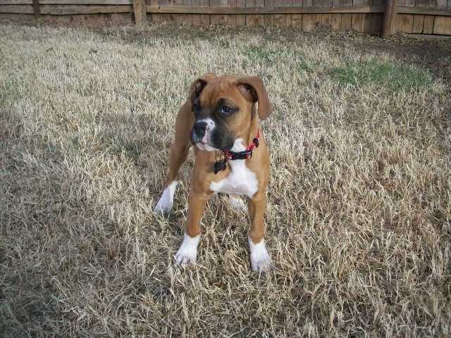 Bella11weeks_34