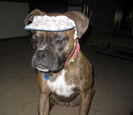 bellahatboxerworld